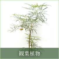 観葉植物